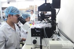 Đại học Quốc gia Thành phố Hồ Chí Minh có 8 ngành lọt vào tốp 500 thế giới