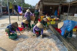 Ngư dân Thanh Hóa kiếm tiền triệu mỗi ngày nhờ 'vàng trắng' từ biển