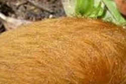 Loài chim kỳ dị bậc nhất thế giới, có khả năng 'hóa sâu' tài tình
