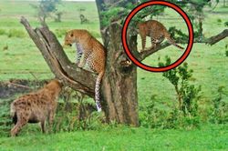 Loài động vật khiến cả gia đình nhà báo hoa mai phải sợ hãi, co ro trốn trên cành cây