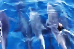 Đàn cá heo hơn 100 con vào gần bờ 'nhảy múa' trước mạn thuyền ngư dân Phú Yên