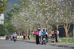 Mối tình Tây Bắc tỏa hương giữa lòng Hà Nội