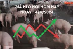 Giá heo hơi hôm nay 14/4/2024: giao dịch cao nhất 62.000 đồng/kg