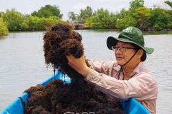 Tăng thu nhập từ rong câu chỉ vàng