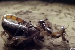 Clip: Đàn kiến đông đúc bu lại tiêu diệt bọ cạp như kiểu 'kiến giết voi'