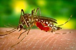 Brazil thả muỗi nhiễm vi khuẩn Wolbachia để chống sốt xuất huyết