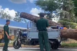 Phát hiện vụ khai thác lâm sản trái phép tại Khu bảo tồn thiên nhiên Bình Châu-Phước Bửu