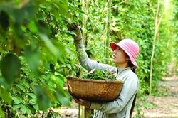 Giá hồ tiêu đồng loạt tăng