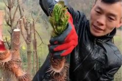 Rau dại Việt Nam quý như vàng ở xứ người, phải liều mới hái được
