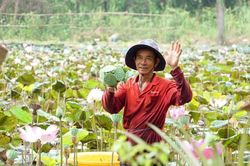 Lễ hội sen góp phần thúc đẩy nhiều hoạt động kinh tế tỉnh Đồng Tháp