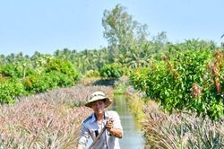 Vị ngọt khóm Bưng Sẩm