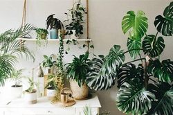 4 loại cây cảnh dưỡng người, càng trồng lâu trong nhà càng may mắn, phúc khí dài lâu