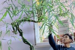 Cây tre 'độc nhất vô nhị' ở Đắk Lắk, trả 100 triệu đồng chủ nhân vẫn không bán