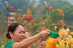 Những cung đường hoa giấy rực rỡ sắc màu