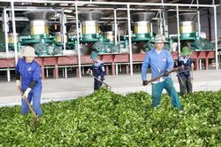 Khẳng định thương hiệu chè Tân Uyên