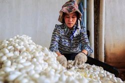 Phân loại kén tằm ở Bảo Lộc