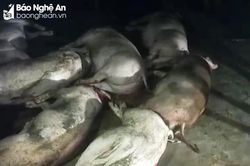 Đàn lợn hàng chục con bị điện giật chết trong đêm
