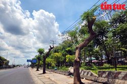TP Hồ Chí Minh: Cắt ngọn cây xanh để đảm bảo an toàn lưới điện