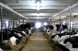 Canada siết chặt quy định nhập khẩu bò sữa tại Mỹ do dịch cúm H5N1