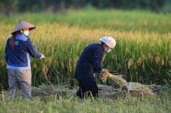 Tăng cường quản lý tín chỉ carbon