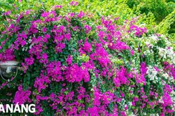 Hoa giấy rực rỡ bên bờ sông Hàn