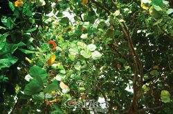 Những loài cây đặc hữu ở Trường Sa