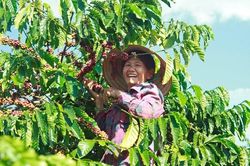 Giá cà phê xuất khẩu tiếp tục lao dốc, cà phê Arabica giảm về mức thấp nhất 1 tháng