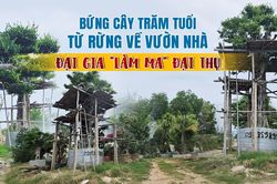 Bứng cây trăm tuổi từ rừng về nhà: Đại gia 'làm ma' đại thụ