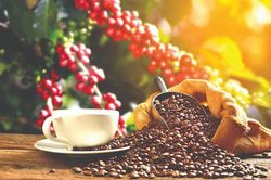 Giải pháp nhằm giảm đứt gãy chuỗi cung ứng cà phê