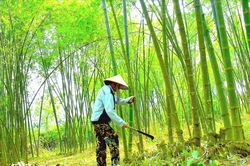 Làm giàu bền vững từ tre, mét ở huyện biên giới Nghệ An