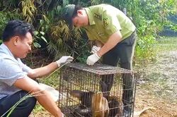 Săn bắt động vật hoang dã quý hiếm bị xử lý hình sự như thế nào?