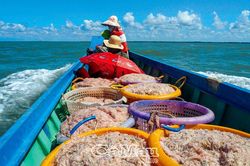 'Lộc biển' ở cửa Bồ Ðề