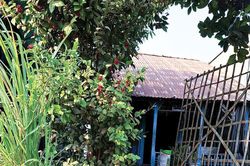 Mùa rau ngơ ngác