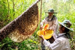 Sản vật xứ rừng U Minh