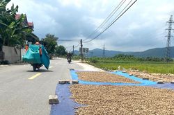 Nguy cơ mất an toàn giao thông khi lòng đường bị biến thành sân phơi thóc