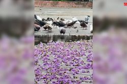 Màu tím hoa bằng lăng khiến nhiều người không thể rời mắt