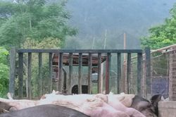 Bắc Kạn: Dịch tả lợn châu Phi lan rộng ra 38 xã