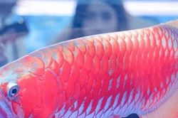 Con cá màu đỏ bán với giá 3,8 tỷ đồng, vẫn có người xuống tiền mua