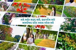 Hà Nội rực rỡ, quyến rũ những sắc hoa vào Hè
