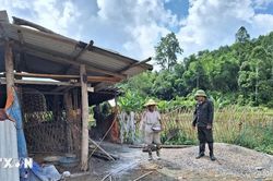 Dịch tả châu Phi bùng phát ở nhiều huyện tại Bắc Kạn, tiêu hủy gần 1.400 con lợn