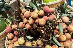Quả vải Tây Nguyên đầu mùa tăng giá gấp đôi vì sao?