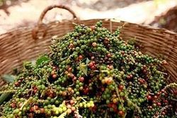 Giá hồ tiêu hôm nay (14-5): Dao động quanh mức 102.000 - 103.000 đồng/kg