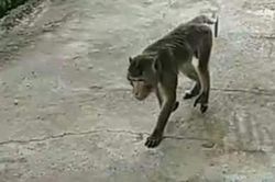 Khỉ xông vào nhà dân quậy phá, cắn người