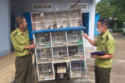 Buôn bán động vật hoang dã vẫn diễn ra nhức nhối