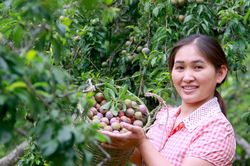 Chiêm ngưỡng những vườn mận trĩu quả ở nơi được ví như Sa Pa của xứ Nghệ