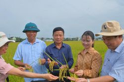 Hội thảo mô hình sản xuất lúa hữu cơ, liên kết bao tiêu sản phẩm ở Yên Thành