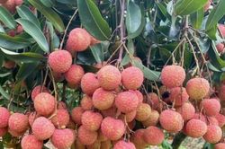 Quảng Ninh lần đầu phát trực tuyến bán vải chín sớm trên mạng xã hội