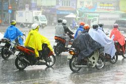 TP.HCM lại mưa xối xả, xuất hiện tình trạng đổ cây