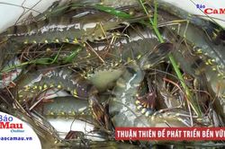 Thuận thiên để phát triển bền vững