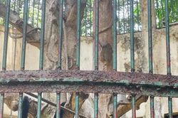 Ly kỳ chuyện cha mẹ khỉ xám đẻ con lông vàng, Thảo Cầm Viên vào cuộc minh oan